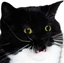 OhUni OhUni