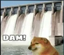DamDoge