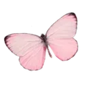 dp_butterfly1