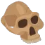 3skullprimitive