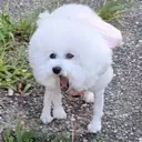 eating_dwisordur_dog