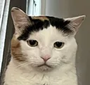 sadge sadge