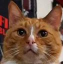 idkijustwantedmycat
