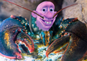 BROCK_LOBSTER Discord emoji