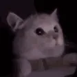catlight