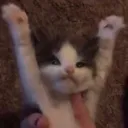 catyippie