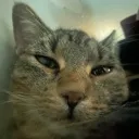 herbert