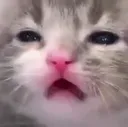 kittenfrown