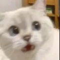 shockedkitty