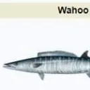 wahoo