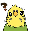 BudgieConfused