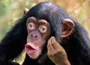 monke