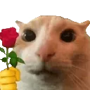 cat_offering_rose