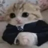 Businesscat businesscat Discord Emoji