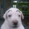 sedog Discord emoji