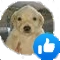 perrolike Discord emoji