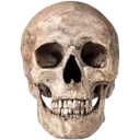 l_skull