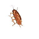 roachspin roachspin