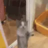 Yippee