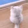 catWait
