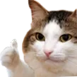 catthumbsup