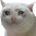 cryingcatgt