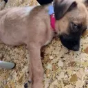 ragnarsuglysideyeingdog