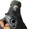pigeon