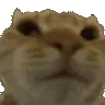 NoNo