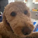 doggo