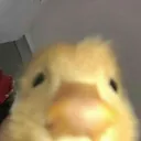 DuckHi