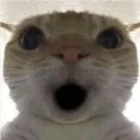 catpog