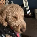 nahbrodoggo