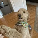 happydoggo