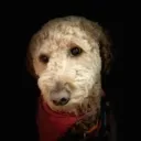 ashameddoggo
