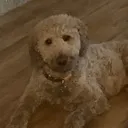 questioningdoggo