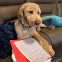 workingdoggo