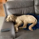 tireddoggo
