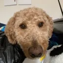 prettypleasedoggo