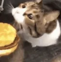 chomp