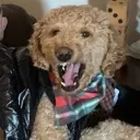 angrydoggo