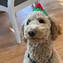 confuseddoggo