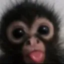 monkey_tongue