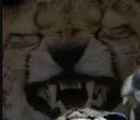 CheetahWheeze CheetahWheeze