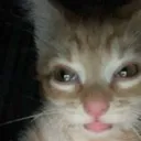 catpain
