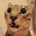 kitty