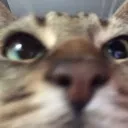 Sebbysniff