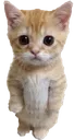 catstare
