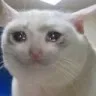 cat_cry