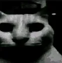 catDespair
